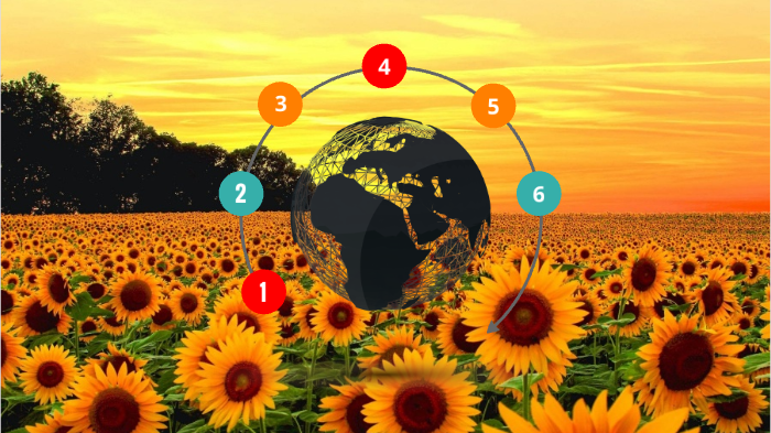 circuito productivo del girasol by Rocio