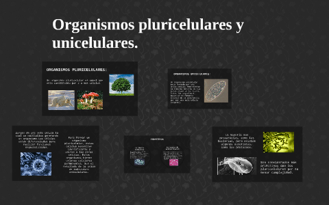 primeros organismos pluricelulares