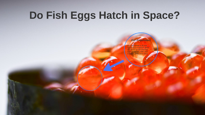 do-fish-eggs-hatch-in-space-by-brendan-y