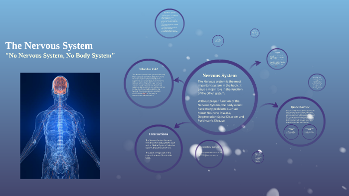 Nervous System by on Prezi