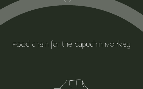 Food Chain of the capuchin monkey by michael rankin on Prezi