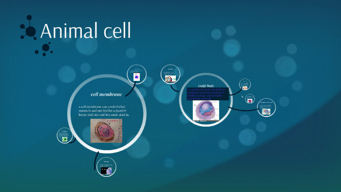 Animal cell by Caden Morton on Prezi