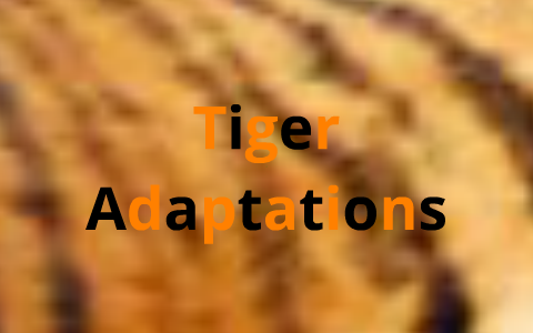 adaptations tiger prezi