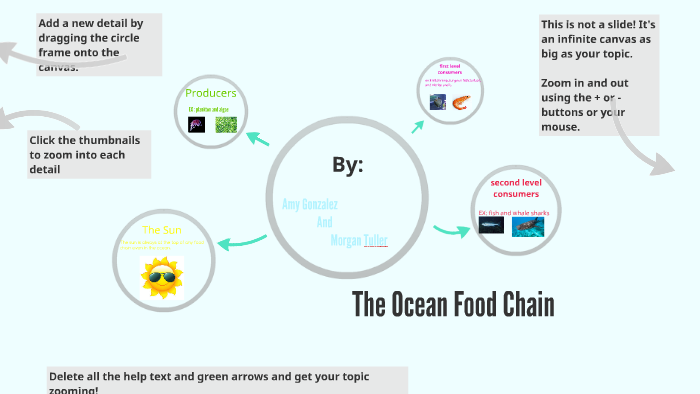 The Ocean Food Chain by Amy Tuller on Prezi
