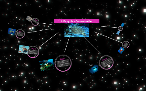The life cycle of a sea turtle by Ashlyn H on Prezi