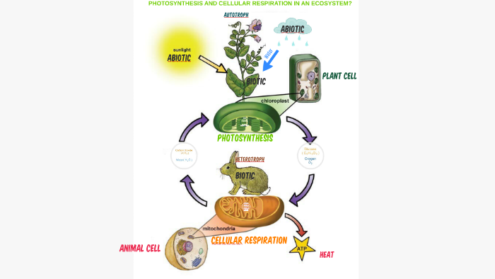 Photosynthesis and Cellular Respiration by Nick Gibson