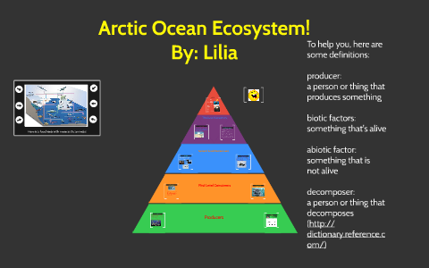 Arctic Ocean Ecosystem! by Lilia Arami on Prezi
