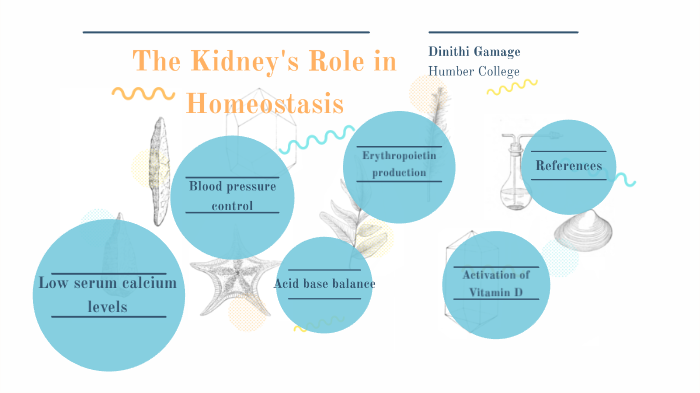 role of kidney in homeostasis essay