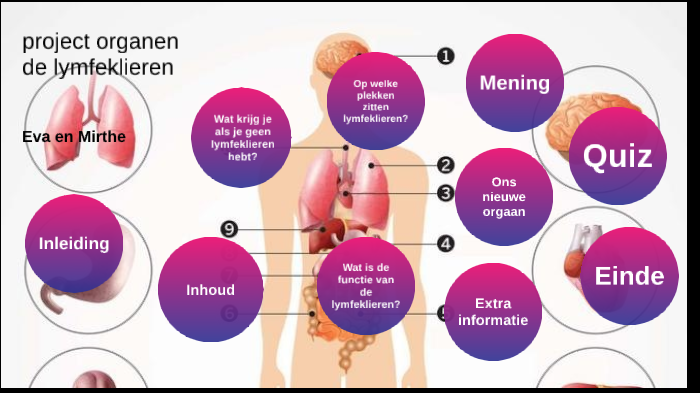 presentatie organen mirthe en eva by Eva Pool on Prezi