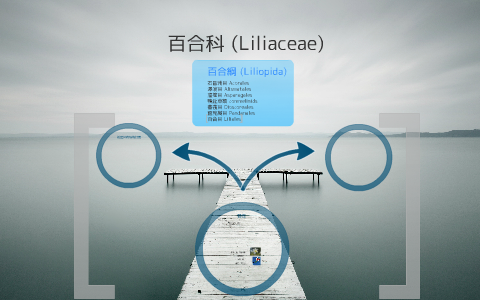 植物分類學 百合科by 廖翊伶