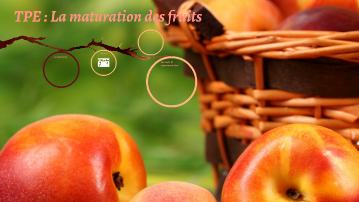 TPE : La maturation des fruits by Esteban Quindroit on Prezi