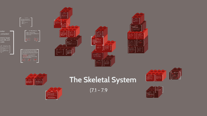 The Skeletal System by on Prezi