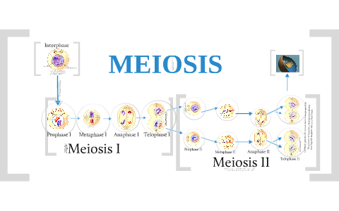 meiosis 2 phases