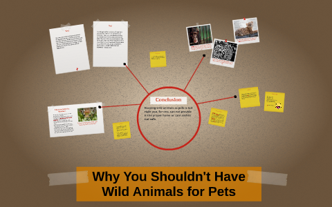 Why You Shouldn't Have Wild Animals for Pets by Riley Urton on Prezi