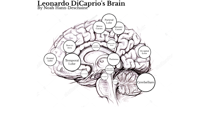 Ap Psychology Celebrity Brain Project By Noah Hann Deschaine On Prezi 4940