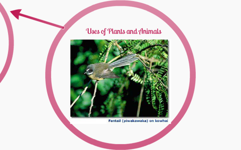 Uses of Plants and Animals by Emily Melnyk
