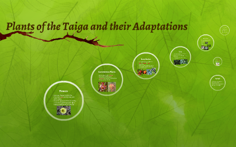 Taiga Plant Adaptations