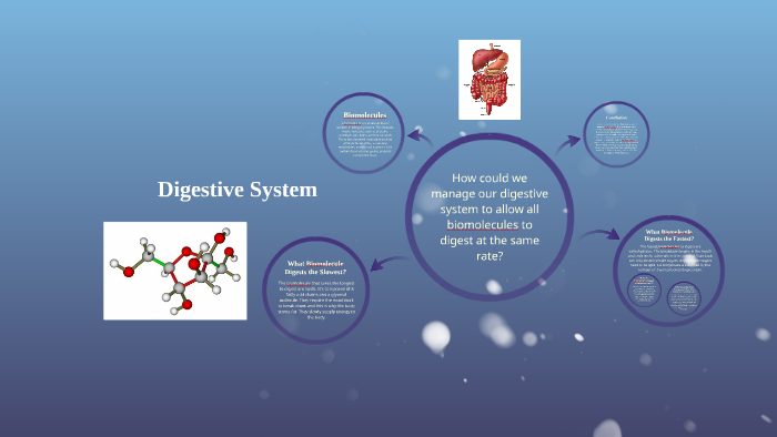 Digestive System by Alex Tiller on Prezi