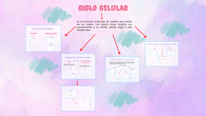 Ciclo Celular by Valeria Lopez on Prezi