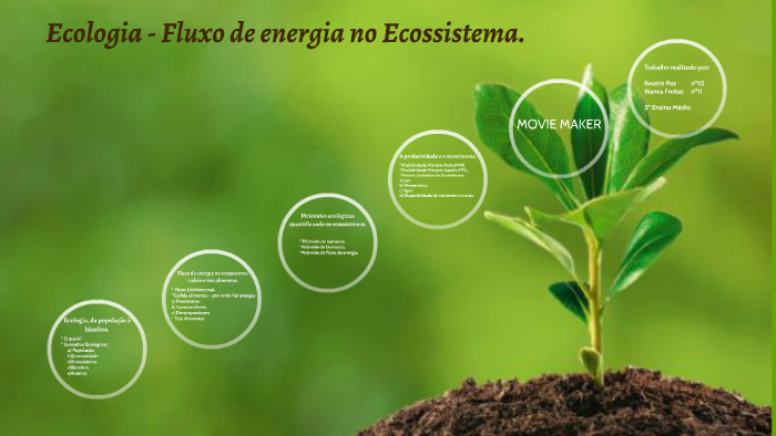 Ecologia Fluxo De Energia No Ecossistema By Beatriz Paz On Prezi