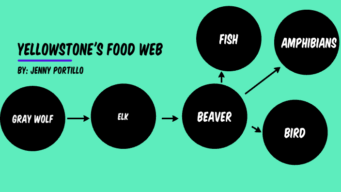 yellowstone-s-food-web-by-jenny-portillo