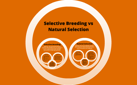 Selective Breeding Vs Natural Selection By Julie Berdan On Prezi