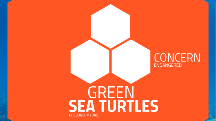 Green Sea Turtles by emily wang on Prezi