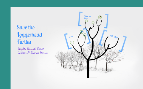 Save the Loggerhead Turtles by Bianca Harris on Prezi