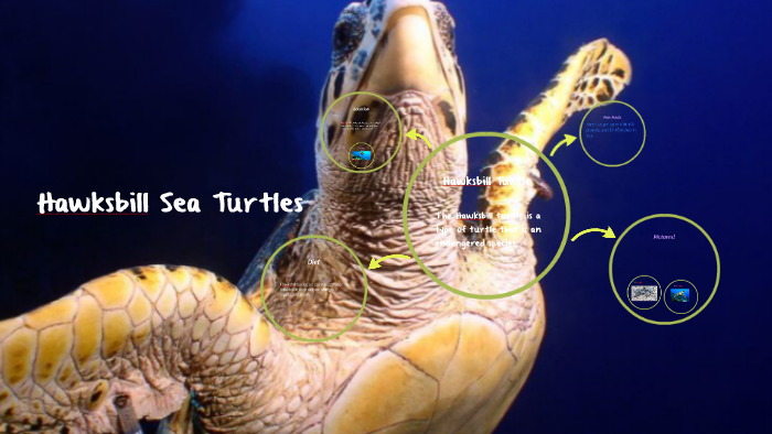 Hawksbill Sea Turtles by Torinado ;) on Prezi