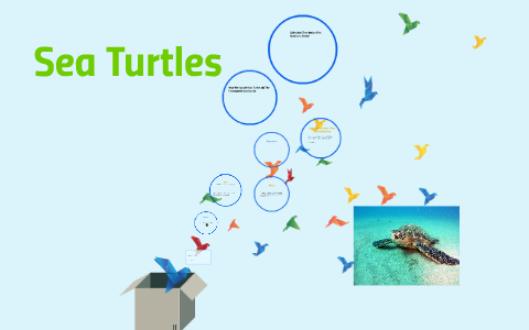 Sea Turtles by Madison Florenz on Prezi