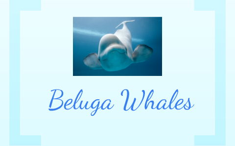 Beluga Whales~Fun Facts by Alice Le