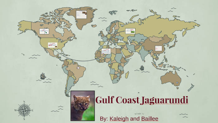 Gulf Coast Jaguarundi By Baillee Wiebey On Prezi Next