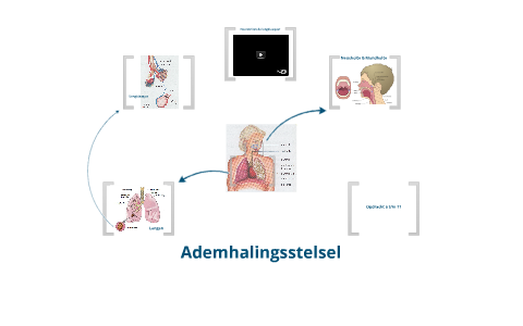 Ademhalingsstelsel by Eline Voermans on Prezi