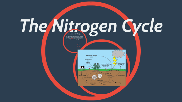 The Nitrogen Cycle by peyton schouweiler on Prezi
