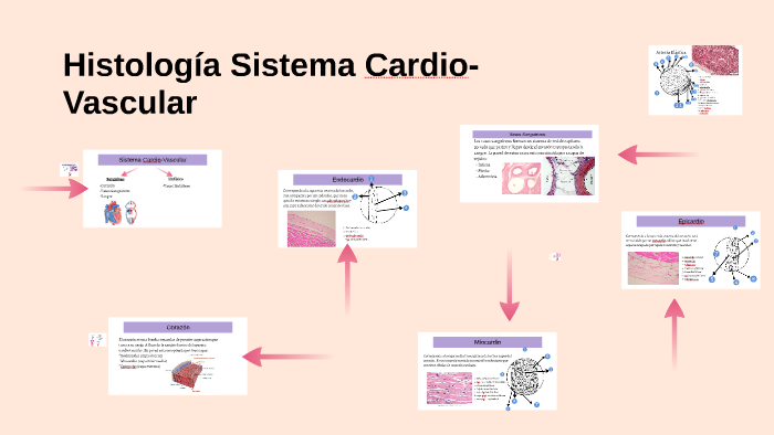 Histología Sistema Cardio-Vascular by Katherine Lizama on Prezi