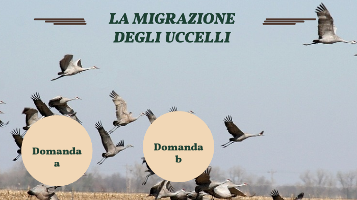 LA MIGRAZIONE DEGLI UCCELLI by Mattia Molinari on Prezi