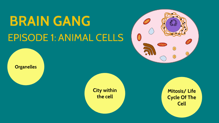 Animal Cells by lauren calderon on Prezi