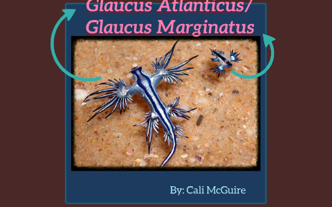 glaucus marginatus