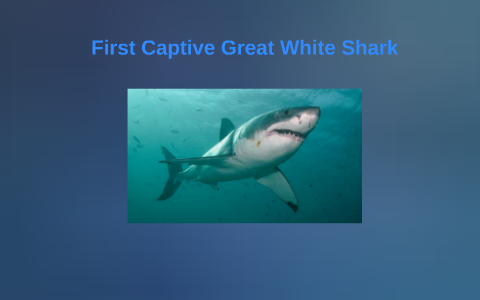 First Captive Great White Shark by Jared Caruso