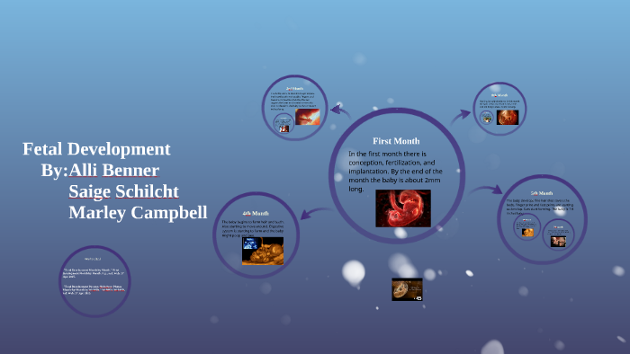 Fetal Development A&P by Alli Benner on Prezi