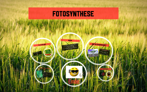 Fotosynthese by Michiel Meindertsma