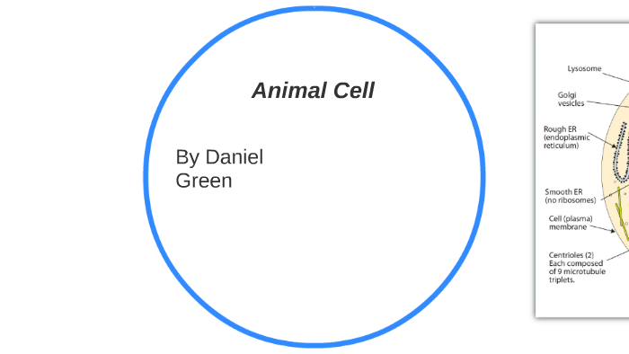 Animal Cell by Daniel G on Prezi