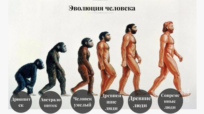 Проект про эволюцию человека