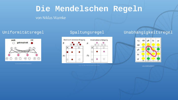 Die Mendelschen Regeln By Niklas Warnke On Prezi