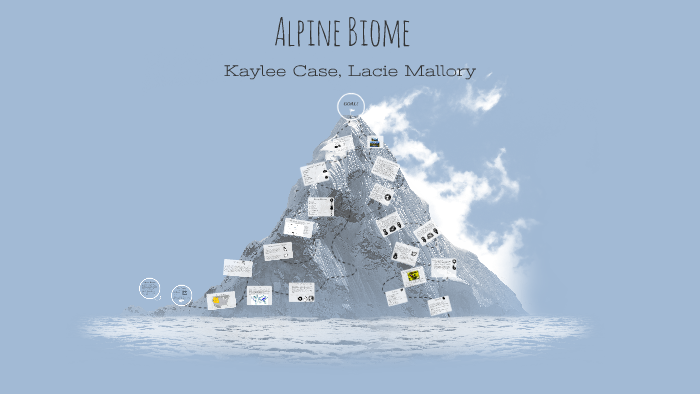 Alpine Biome By Kaylee Case On Prezi