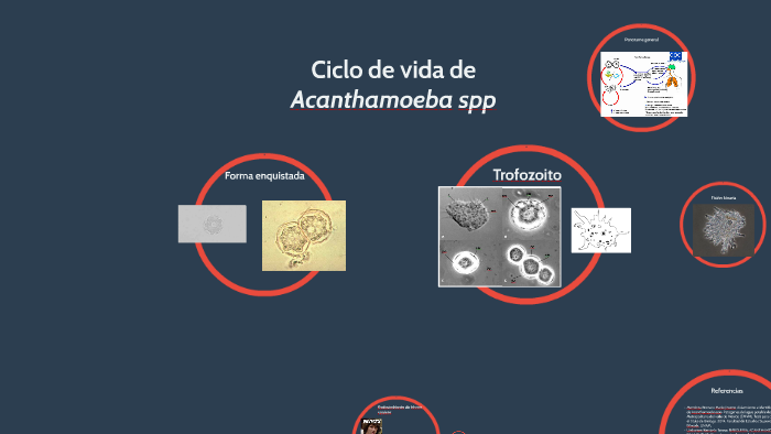 ciclo de vida de la acanthamoeba