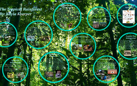 The Tropical Rainforest by Kayla Koerper on Prezi