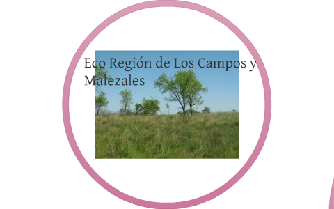 Eco Region de los Campos y Malezales by Jacinto Berrutti