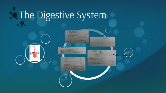 The Digestive System by rachel dever on Prezi