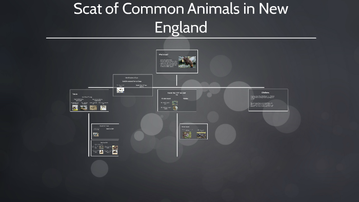 scat-of-common-animals-in-new-england-by-troy-araujo